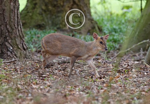 Muntjac 3